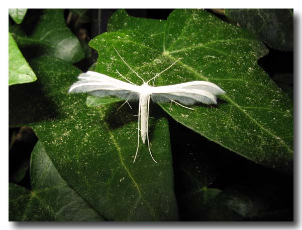 Pterophorus pentadactyla